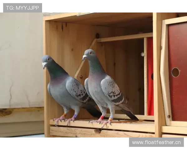 了解AG真人版会员注册的流程和步骤让你快速顺利成为VIP会员之路